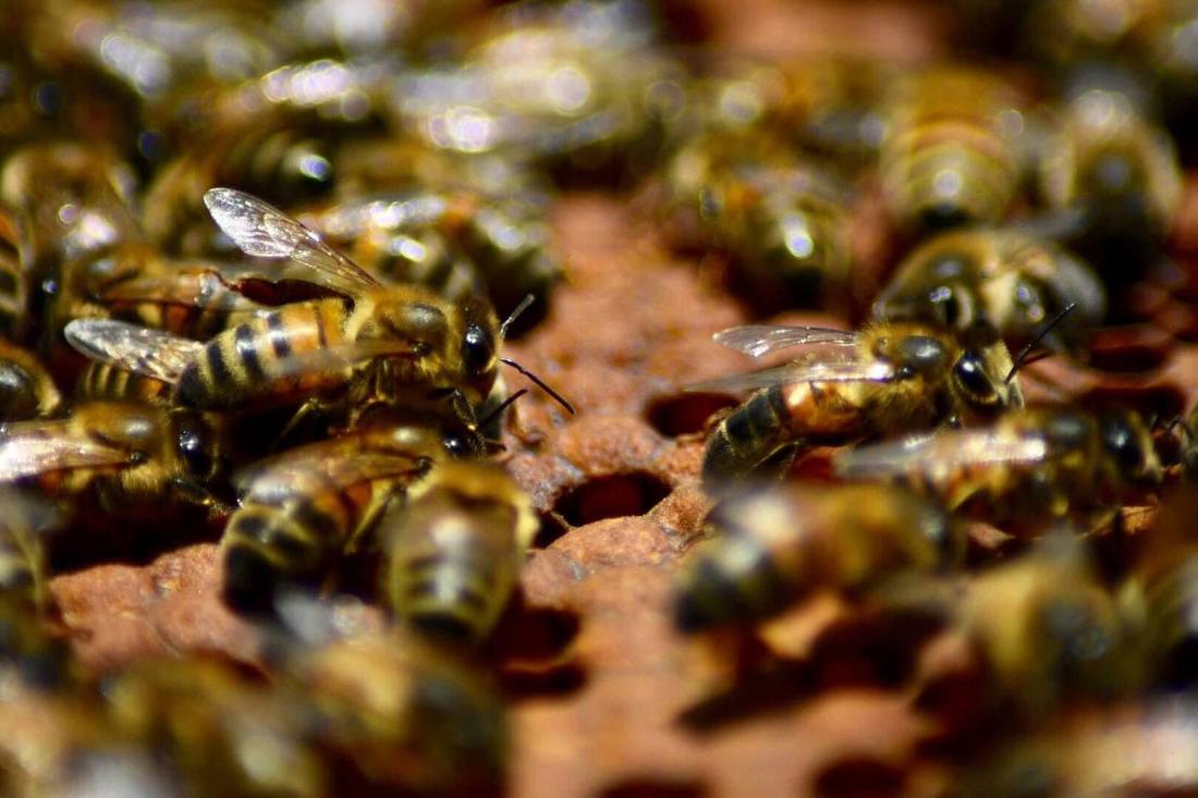 Abeilles sur un cadre d'alvéoles, vue rapprochée