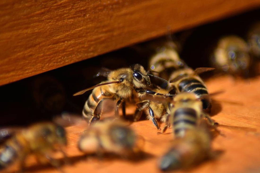 Abeilles à l'entrée de leur ruche en gros plan