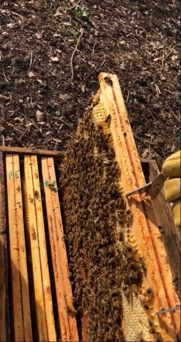 Apiculteur levant un cadre lors d'une inspection de ruche