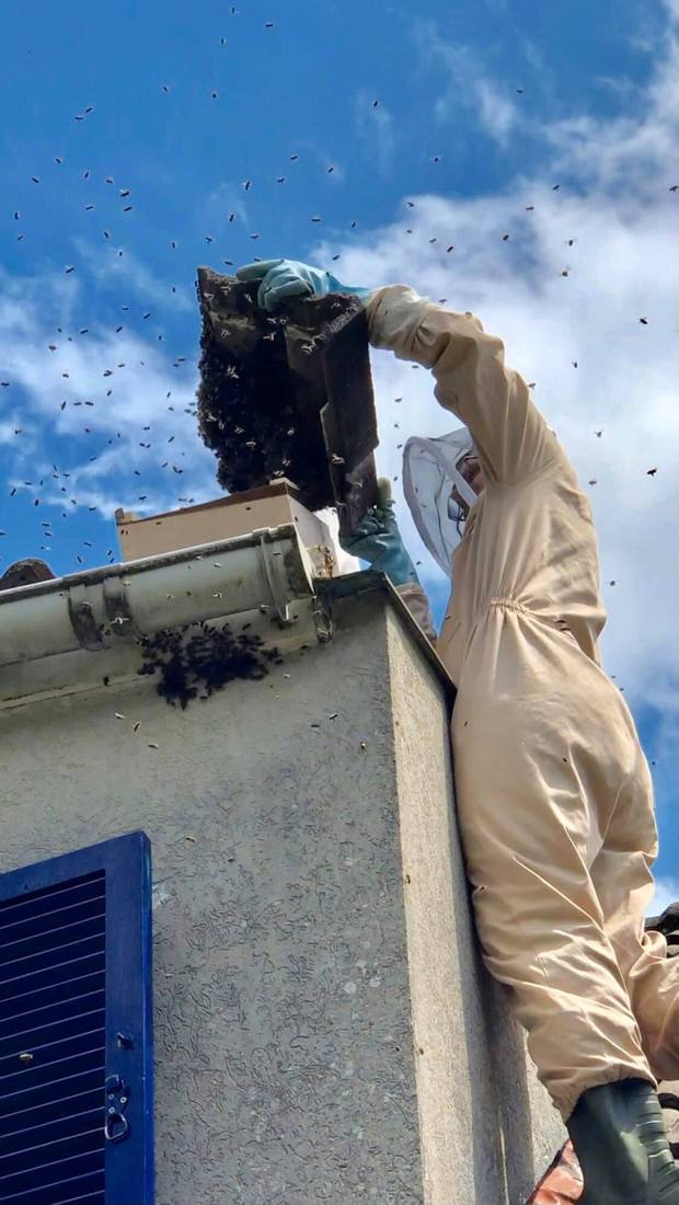 Récupération d'un essaim d'abeilles sur une toiture