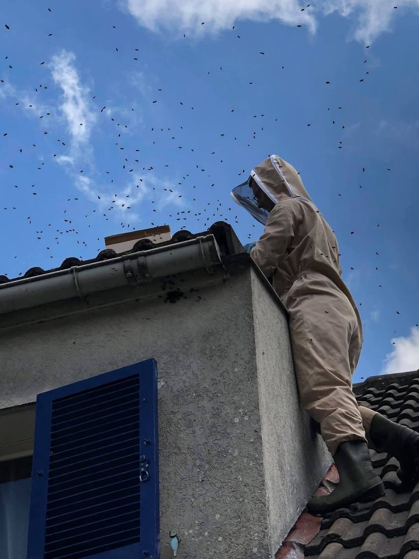 Apiculteur recueillant un essaim installé sous un toit
