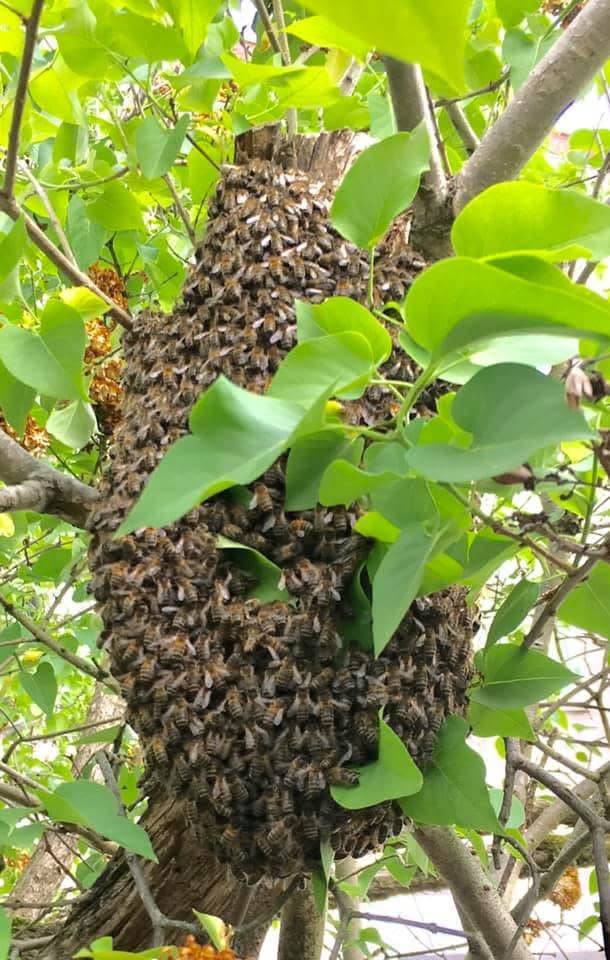 Essaim d'abeilles accroché à une branche d'arbre