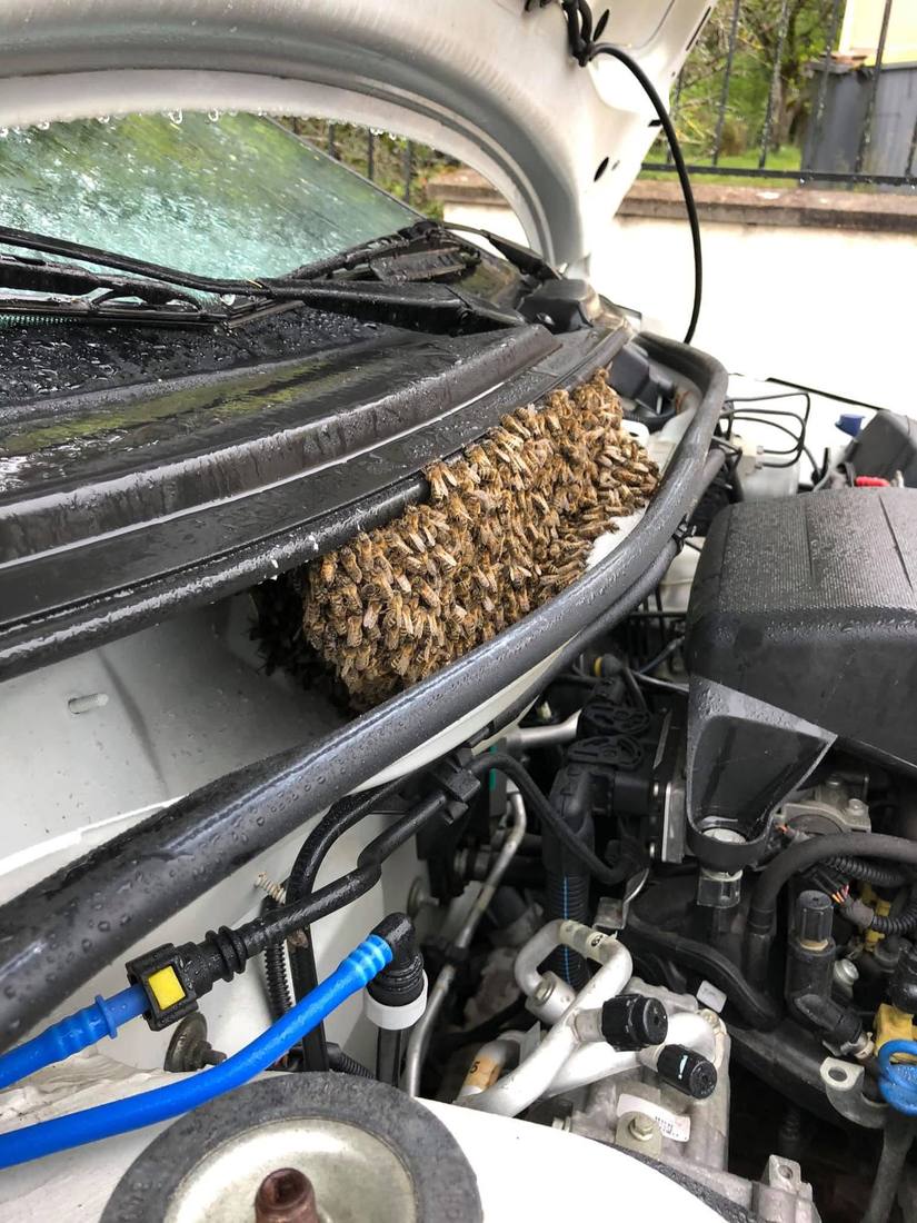 Essaim d'abeilles réfugié dans un compartiment moteur