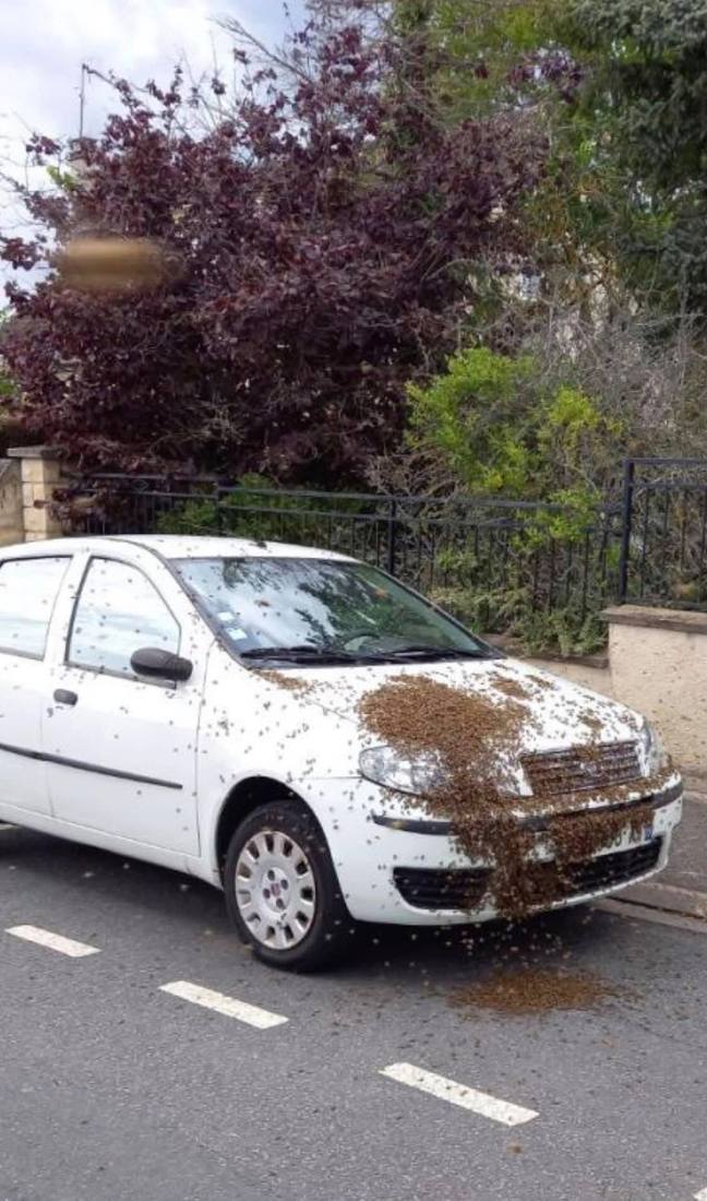Essaim d'abeilles posé sur une voiture en pleine rue