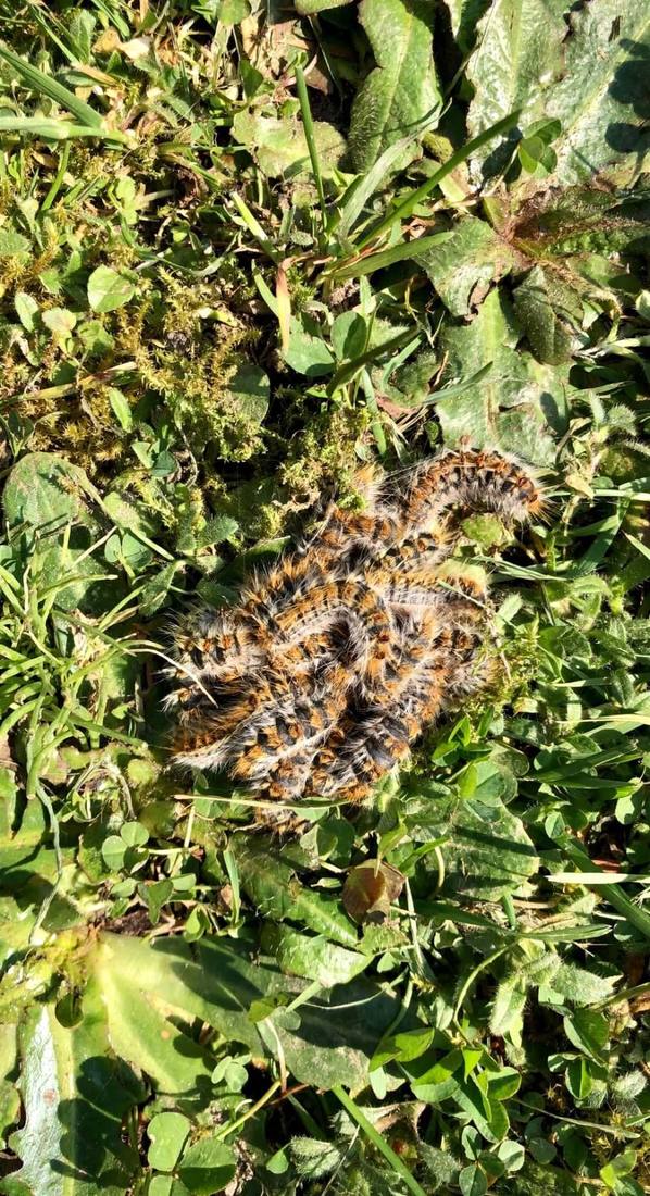 Amas de chenilles en pelote dans l'herbe