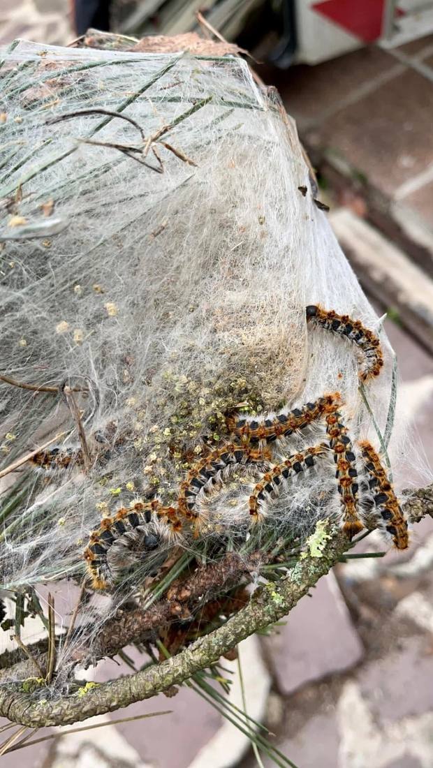 Nid de soie de chenilles sur une branche de pin