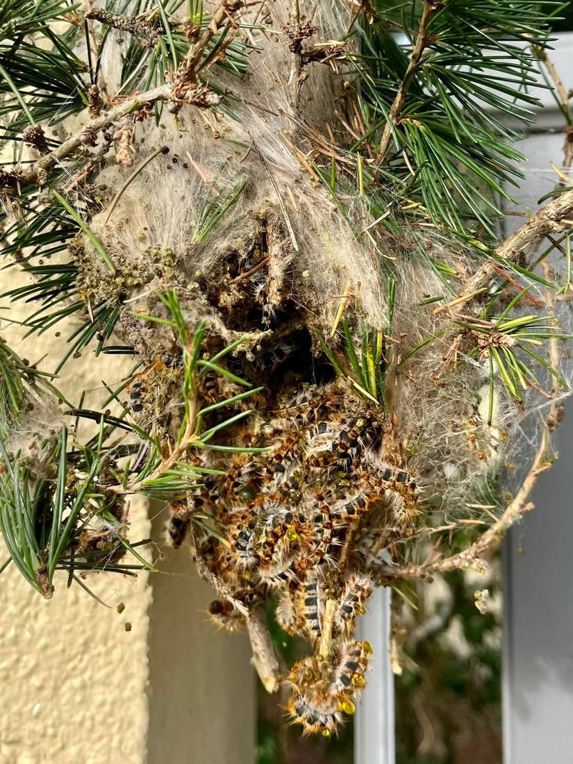 Gros plan d'un nid de soie dans un cèdre