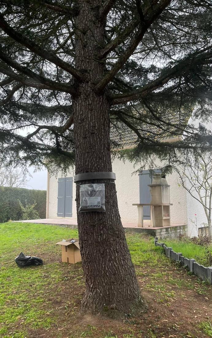 Écopiège installé en collier autour d'un tronc de cèdre