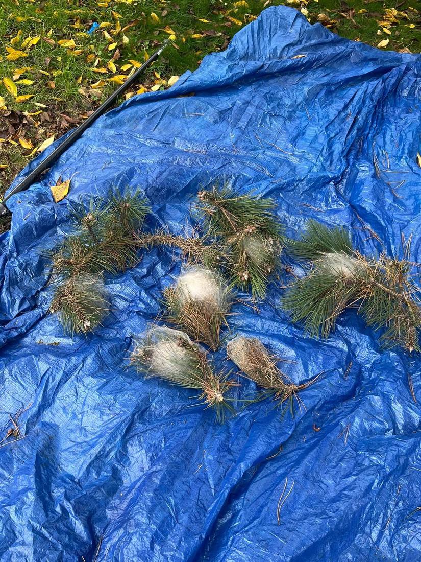 Nids de chenilles retirés, rassemblés sur une bâche