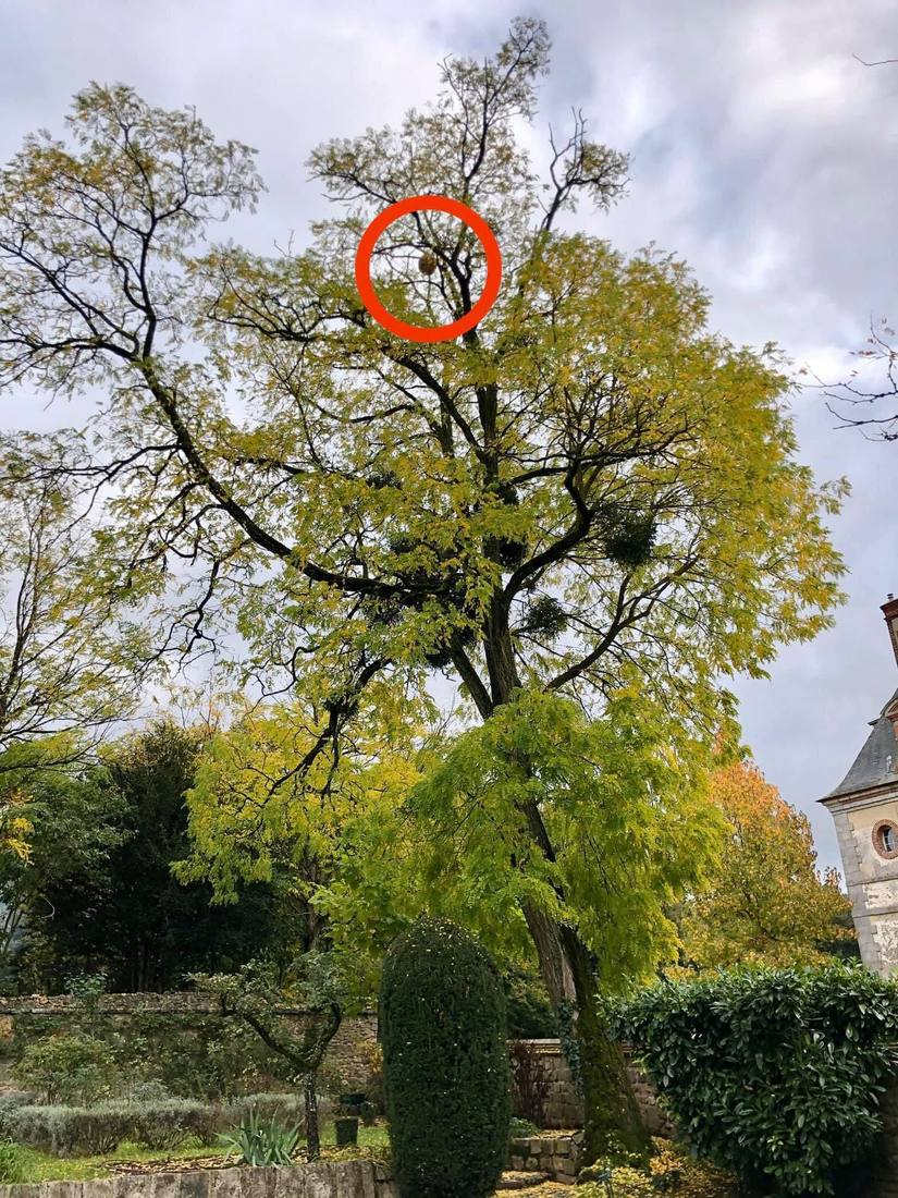 Nid de frelons repéré à la cime d'un arbre