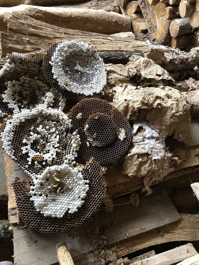 Galettes de couvain de frelons sur un tas de bois