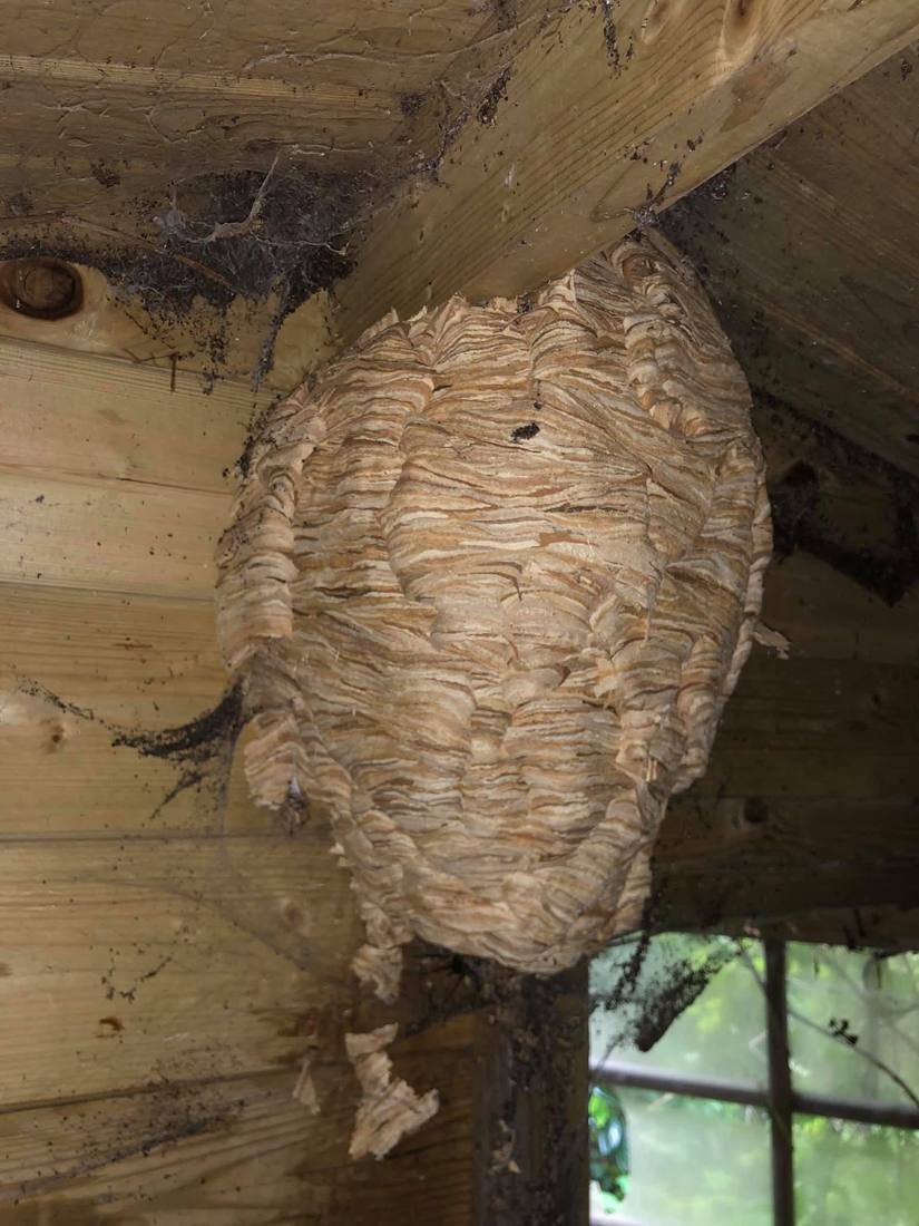 Nid de frelons intact dans l'angle d'un abri à bois