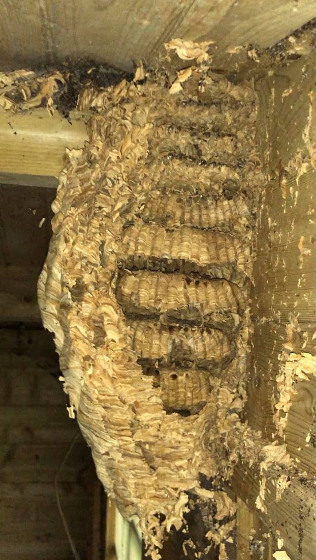 Nid de frelons ouvert dans la charpente d'un abri