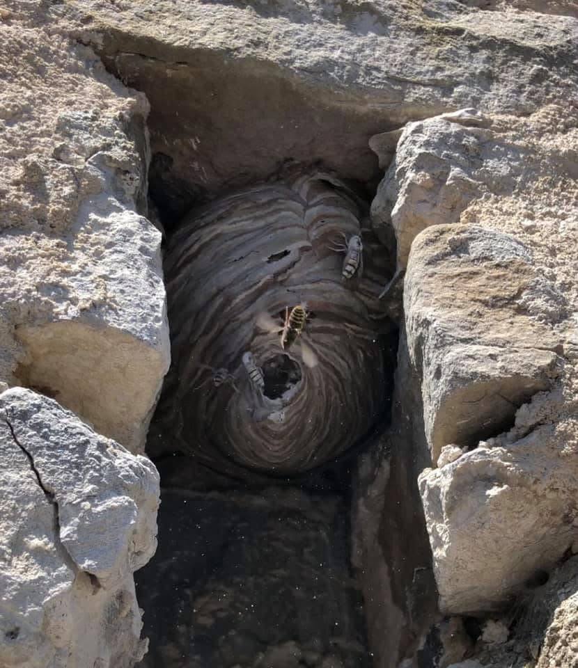 Nid de guêpes dans une cavité de mur en pierre