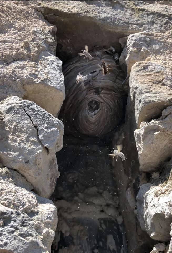 Nid de guêpes logé au creux d'un mur de pierre