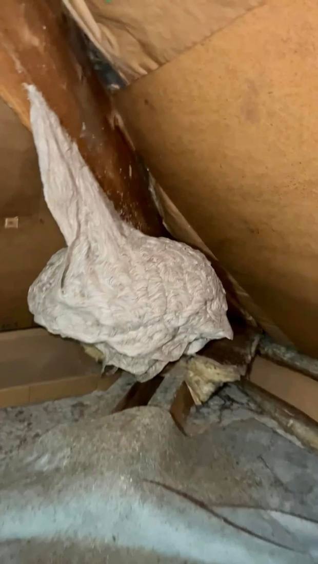 Nid de guêpes fixé à la charpente des combles