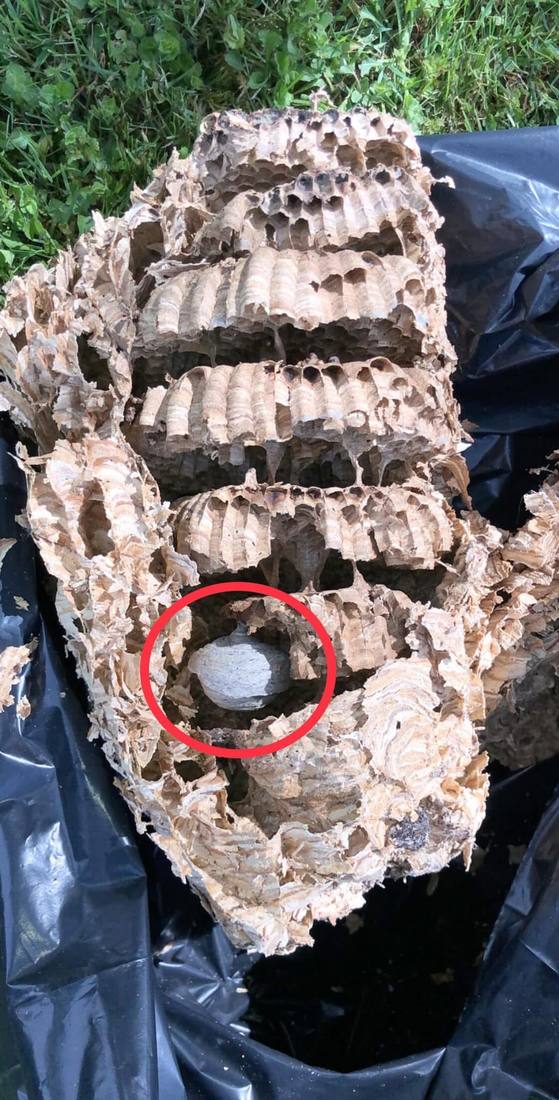 Nid coupé laissant voir les galettes d'alvéoles