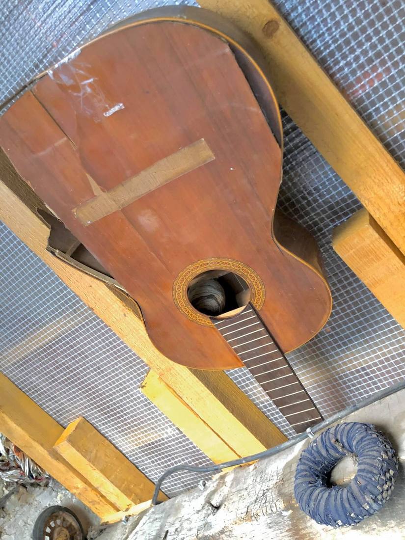 Nid installé dans une guitare oubliée au grenier