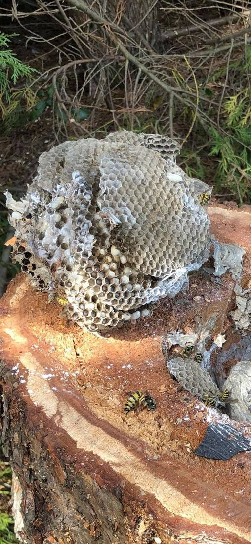 Nid de guêpes dans une souche d'arbre coupée