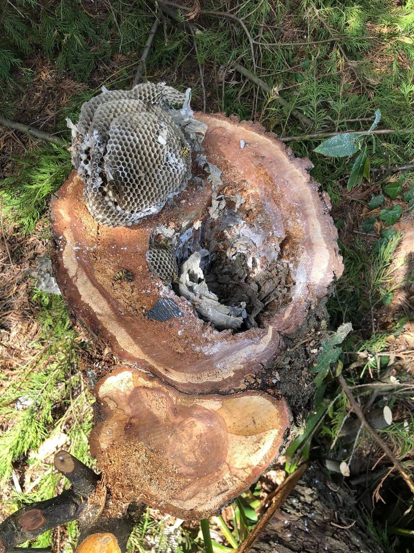 Nid de guêpes niché au creux d'une souche