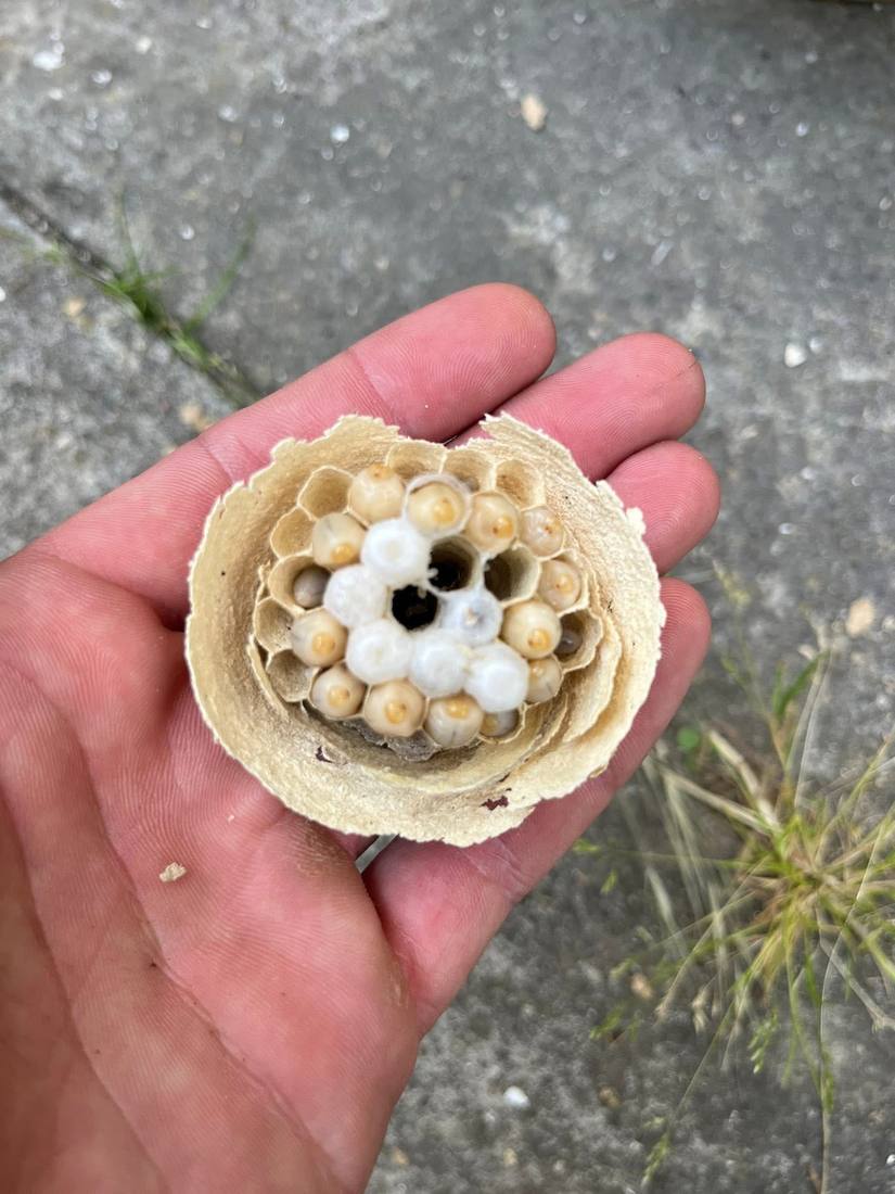 Petit nid primaire de guêpes tenu dans la main