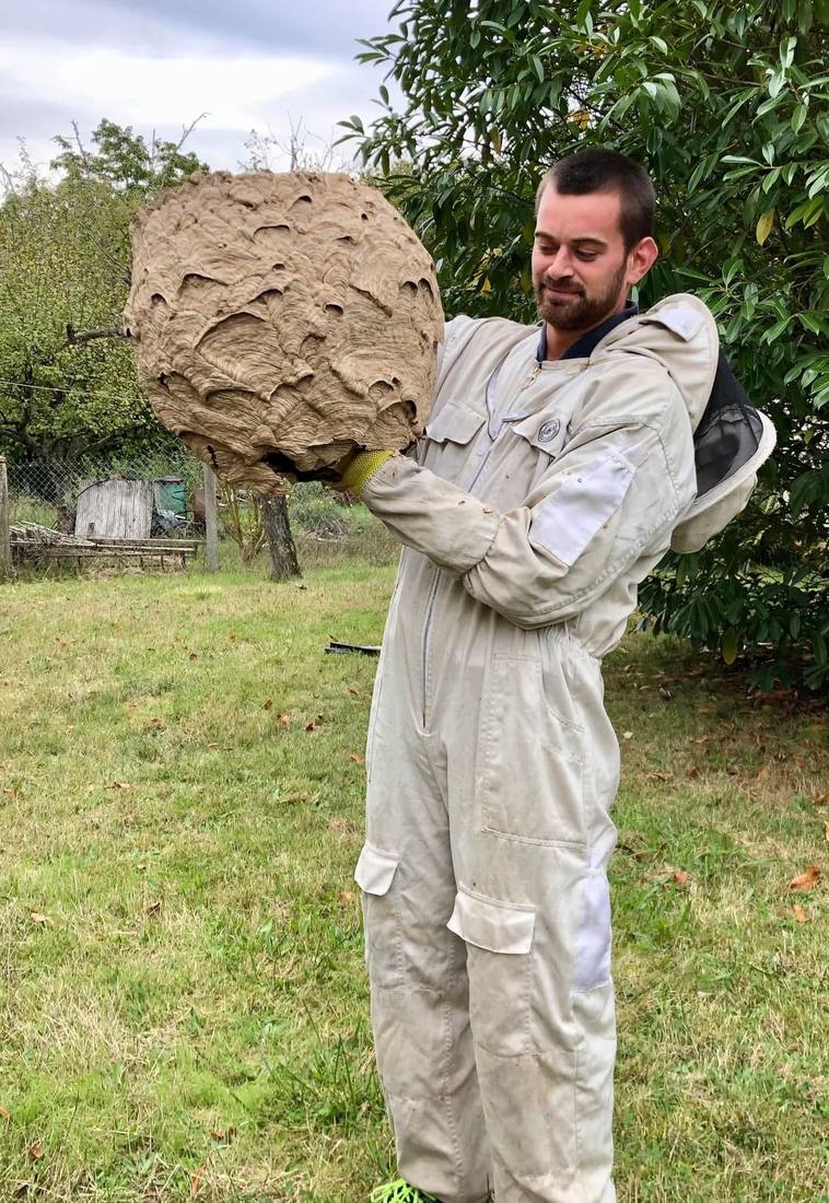 Technicien en combinaison face à un nid de frelons