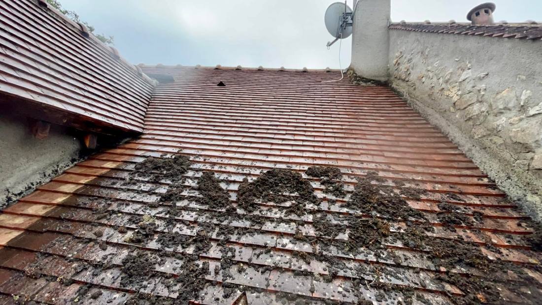 Gros plan sur la mousse décollée des tuiles