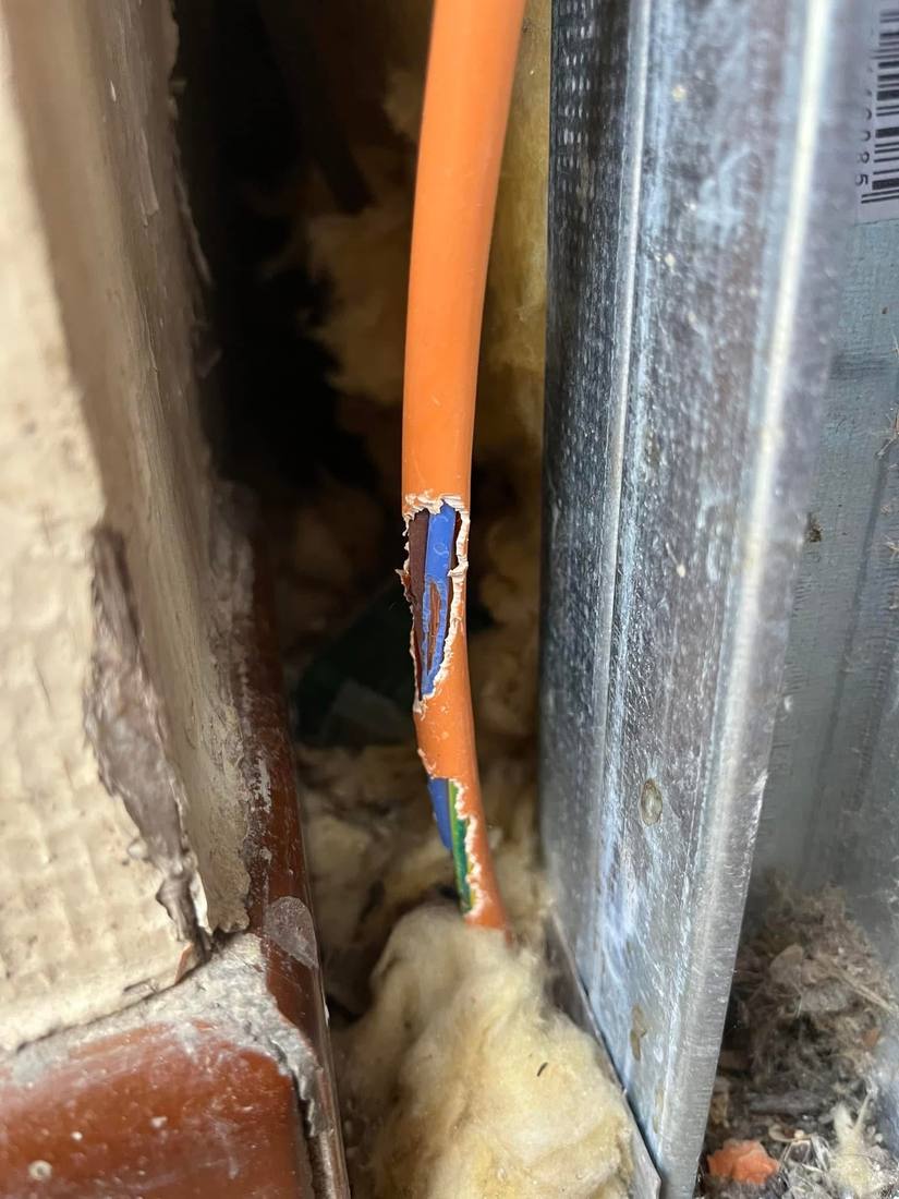 Câble électrique rongé par des rongeurs dans une cloison