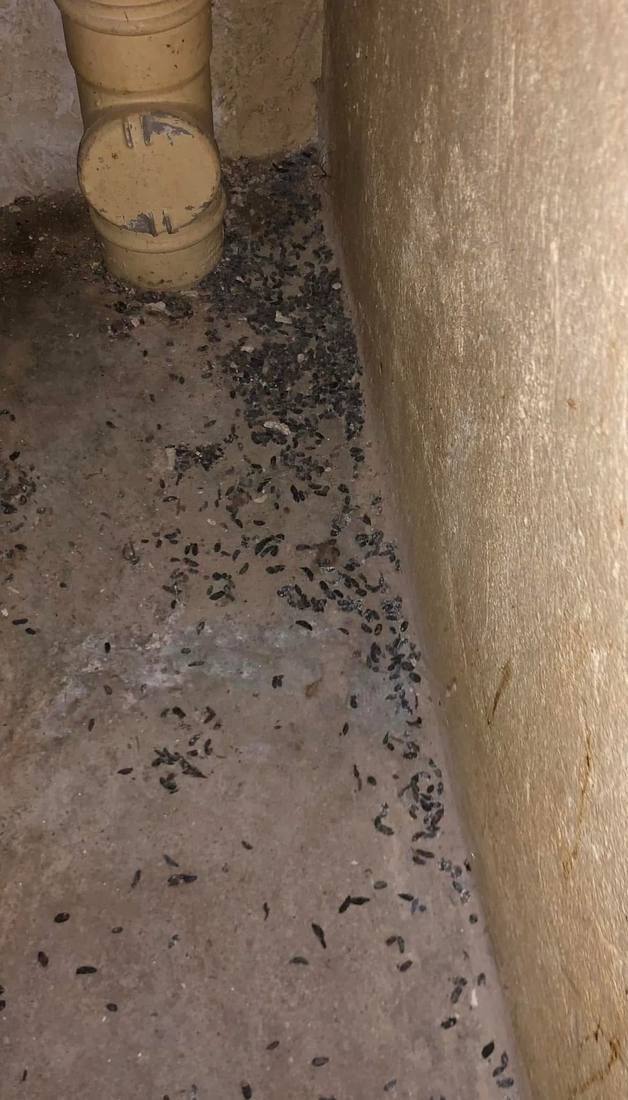 Traces de rongeurs sur le sol d'une cave