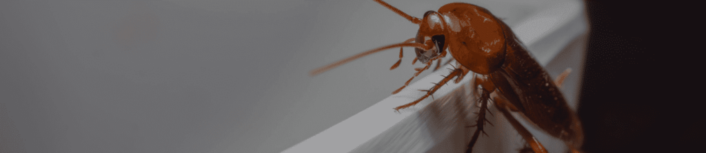 Cafard, identification