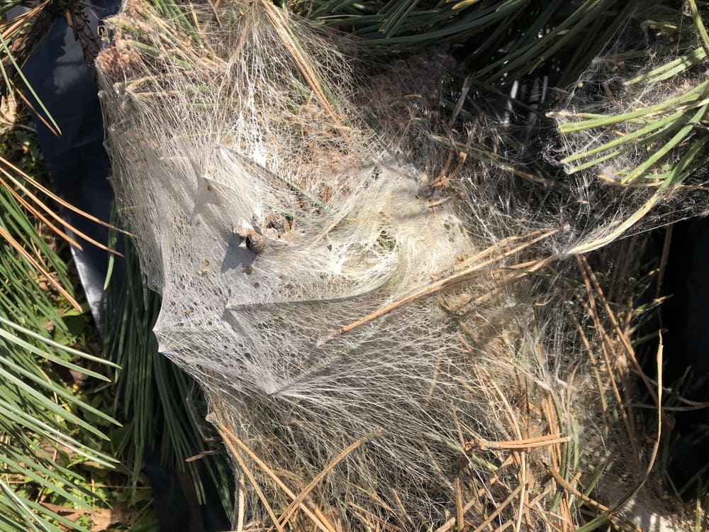 Nid de chenilles processionnaires dans un arbre