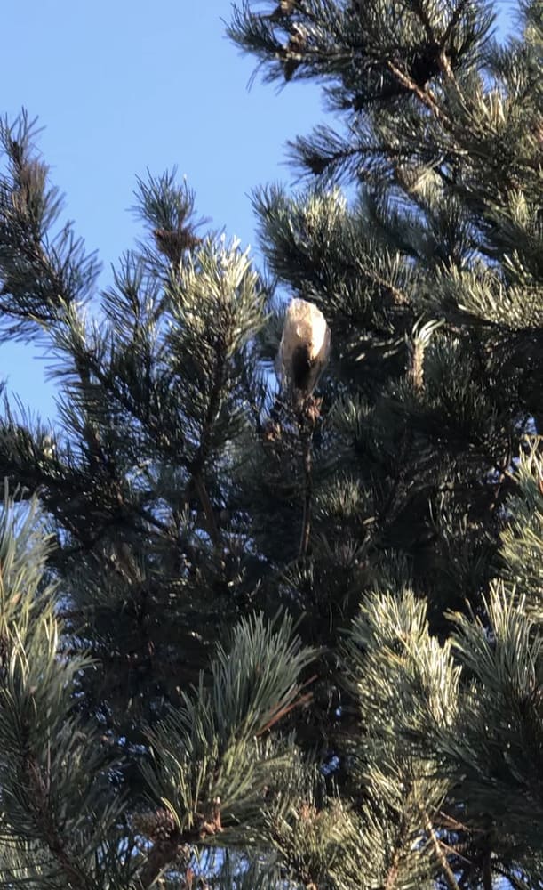 Cocon de chenilles processionnaires dans un sapin