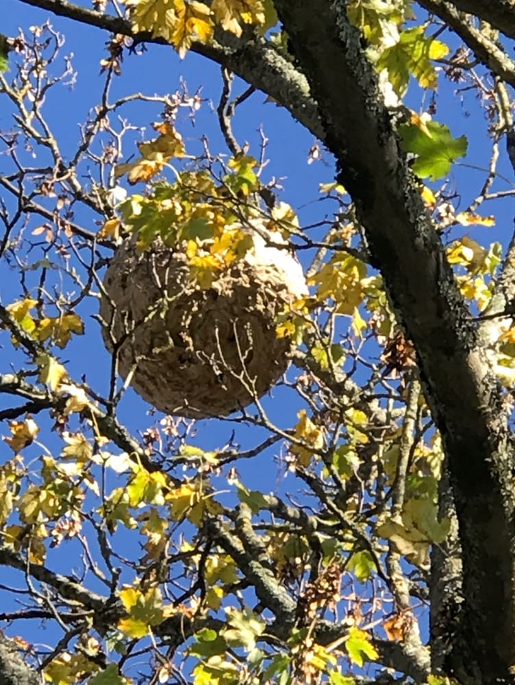Nid de frelons asiatiques en hauteur dans un arbre