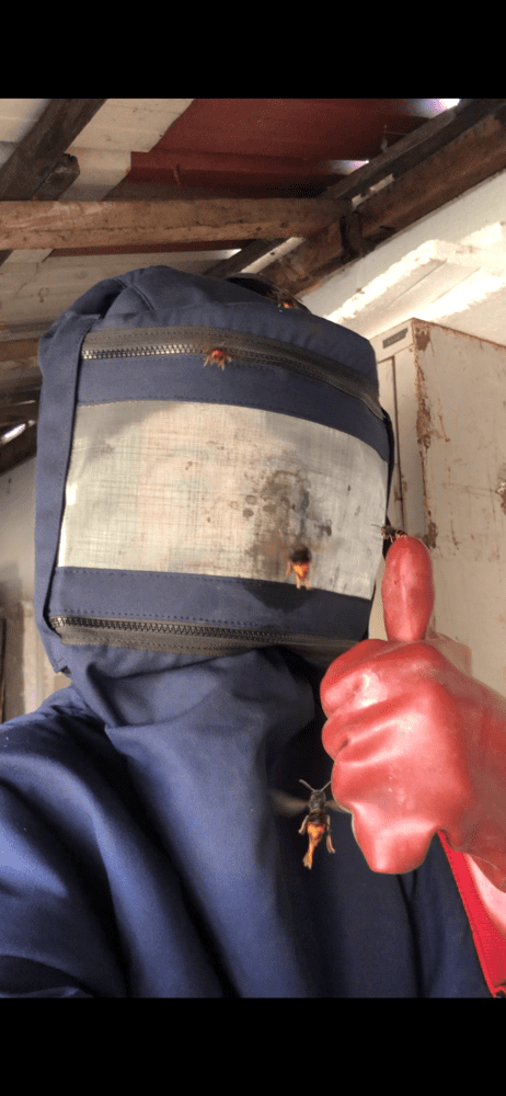Intervention de destruction de nid de frelons