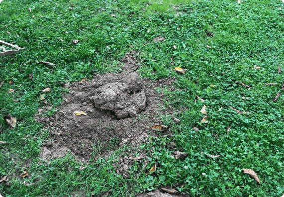 Taupinière dans un jardin